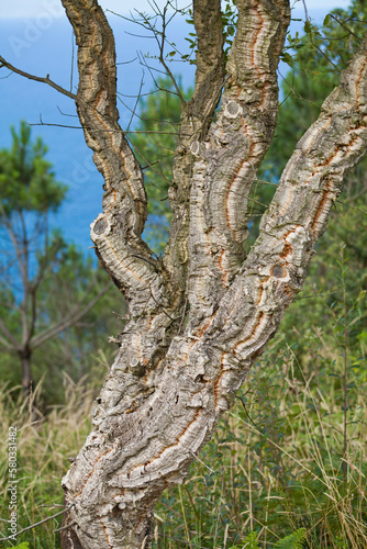 Cork Oak - tree used to produce cork lids for vine  bark detail.