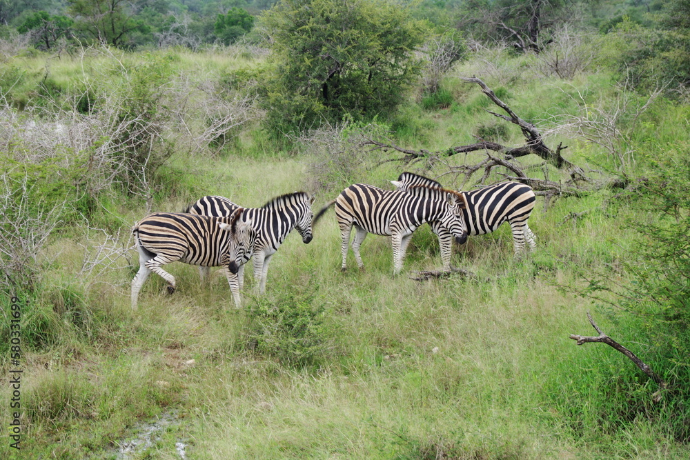 Fototapeta premium Kruger Park