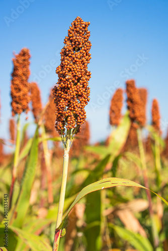 Sorghum or Millet field agent blue sky background