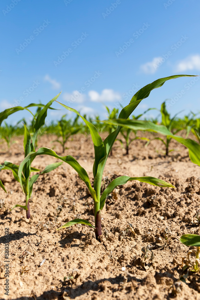 small green corn sprouts in the summer small green corn sprouts in the summer