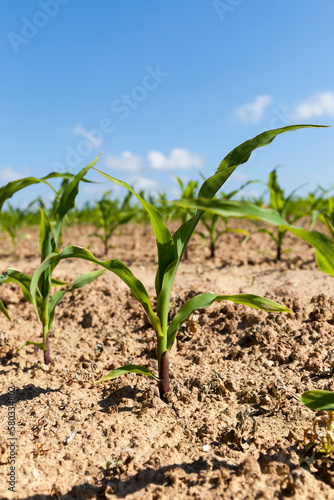 small green corn sprouts in the summer