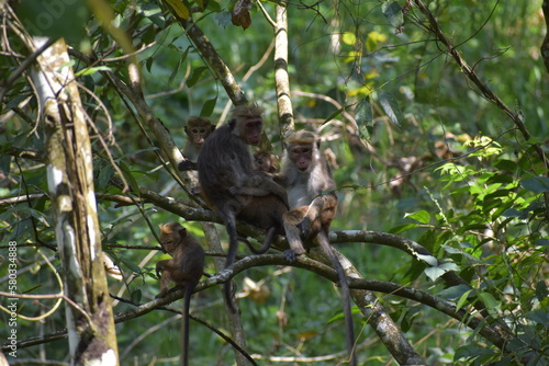 Apes in Srilanka