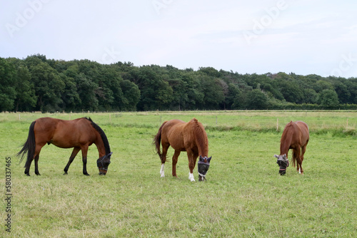 horses in the meadow © Henning Wiekhorst
