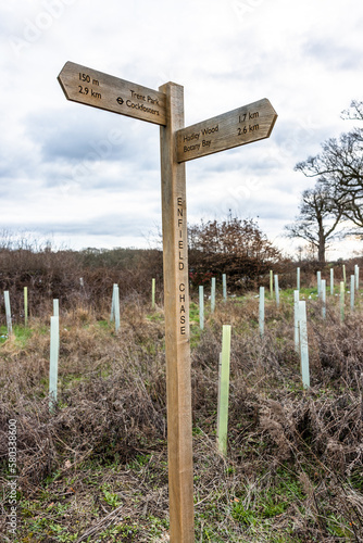 The newly restored Enfield Chase woodland near Ferny Hill. Part of London Loop section 17.