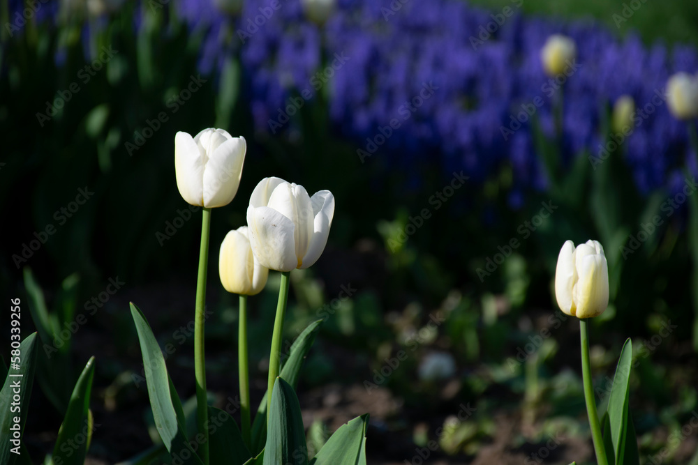 Fototapeta premium White tulips and blue hyacinths.