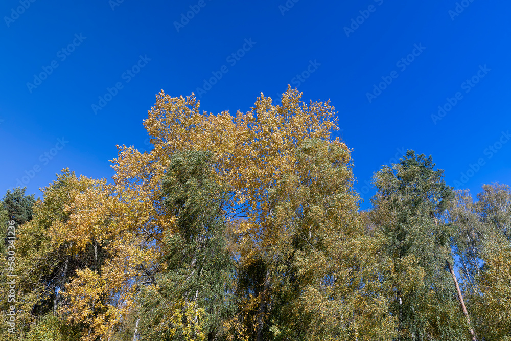 Yellowing birch foliage in October