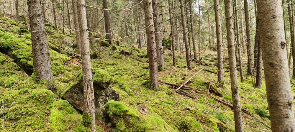 Obraz premium Wald