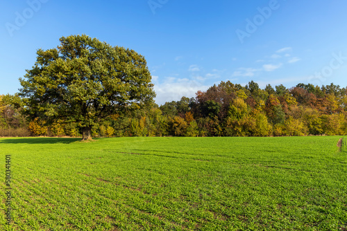 Changes in oak foliage in early autumn © rsooll