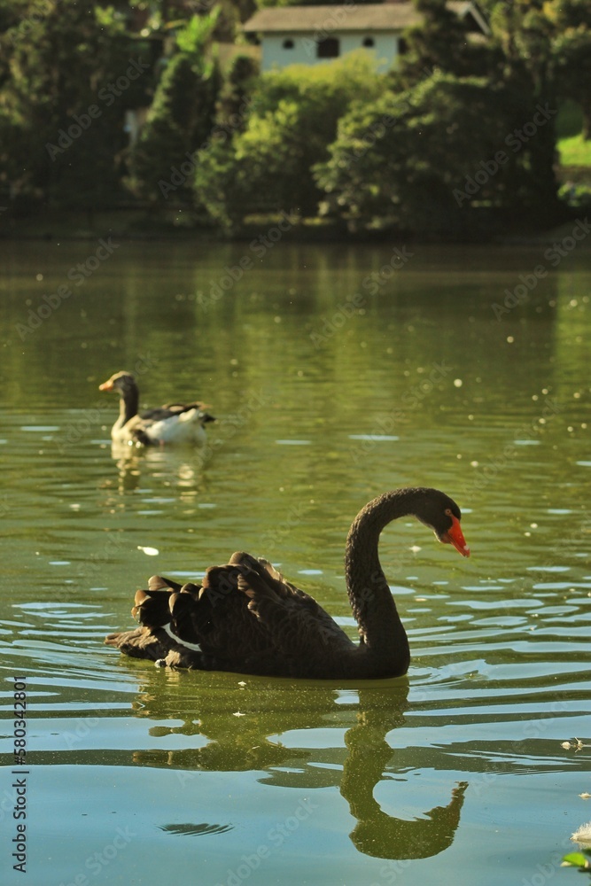 Obraz premium geese - Gansos