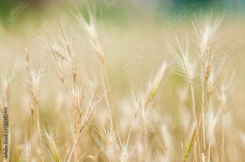Wheat as a Symbol of Abundance and Sustainability