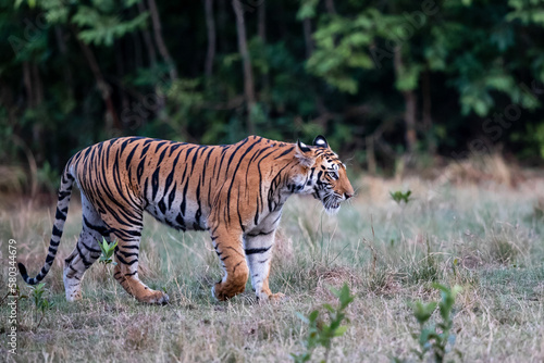 Tiger  Bengal Tiger  Panthera tigris Tigris   hanging around in Bandhavgarh National Park in India