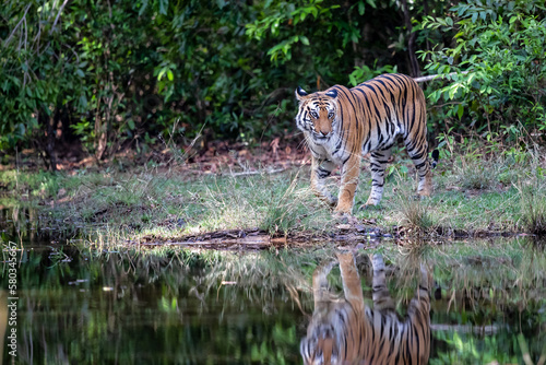 Tiger  Bengal Tiger  Panthera tigris Tigris   hanging around in Bandhavgarh National Park in India