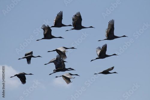A migrating flock of sandhill cranes fly through the sky 
