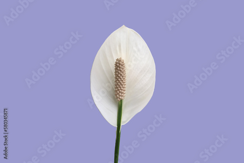Isolated white aracear flower or peace lily flower with clipping paths.
