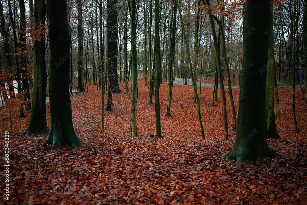 Forest with red leaves covered whole ground in autumn months Forest with red leaves covered whole ground in autumn months