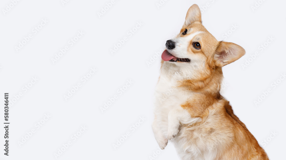 Portrait of jumping, happy puppy of Сorgi on white background. Free space for text. Wide angle horizontal wallpaper or web banner. Portrait of jumping, happy puppy of Сorgi on white background. Free space for text. Wide angle horizontal wallpaper or web banner.