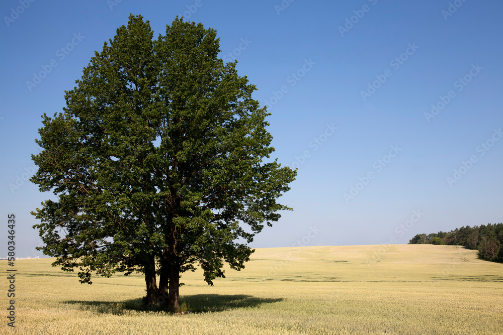 Fototapeta premium A lonely growing oak tree in a field with cereals
