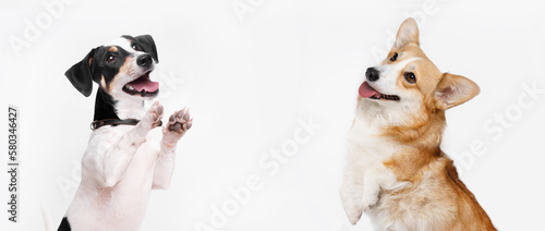 Portrait of jumping, happy puppy of Jack Russell Terrier and Corgi on white background. Free space for text. Wide angle horizontal wallpaper or web banner. 