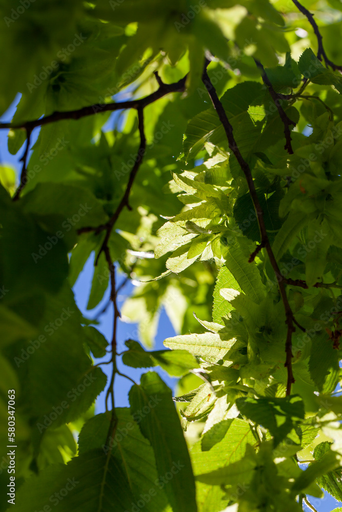 Brightly illuminated by sunlight foliage of trees in the spring season Brightly illuminated by sunlight foliage of trees in the spring season