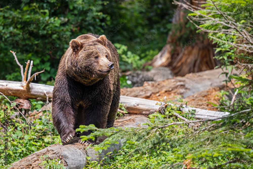 Brown Bear (Ursus arctos) hanging around in the Bayerischer Wald National Park, Bayern, Germany Brown Bear (Ursus arctos) hanging around in the Bayerischer Wald National Park, Bayern, Germany
