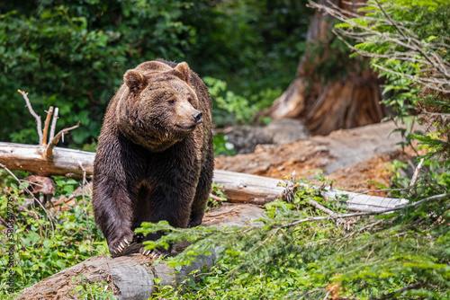 Brown Bear (Ursus arctos) hanging around in the Bayerischer Wald National Park, Bayern, Germany