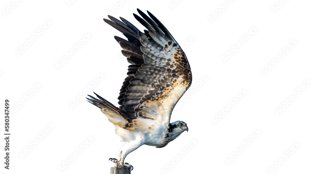 Fototapeta premium Osprey (Pandion haliaetus) 