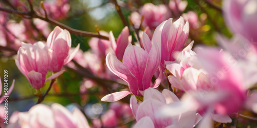 Fototapeta Naklejka Na Ścianę i Meble -  magnolia blossoming in morning light. floral background in the park