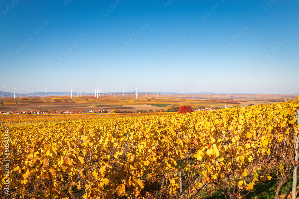 Panoramic view of autumn colored yellow vineyards near Flonheim, Rhine Hesse, Germany