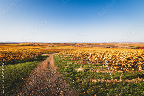 Panoramic view of autumn colored yellow vineyards near Flonheim, Rhine Hesse, Germany photo