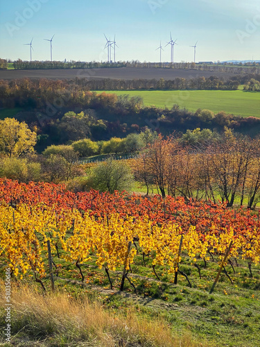 Colorful vineyard rows with changing yellow leaves in Rhine Hesse, Germany © A. Emson