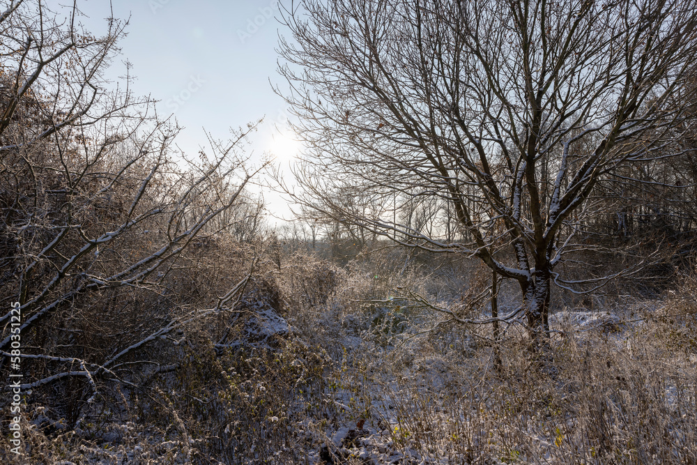 Bare deciduous trees in the forest in winter Bare deciduous trees in the forest in winter