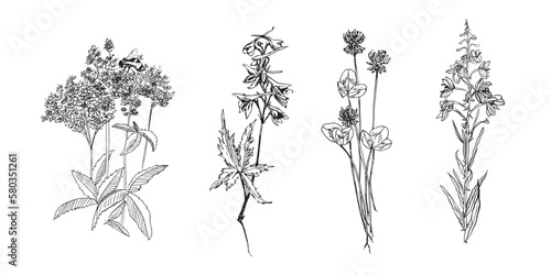 Vector set of linear sketches of twigs with wildflowers for the design of wedding cards and writing letters, invitations. Fine lines, black and white illustration. Isolated on a white background.