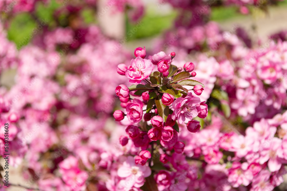 pink cherry tree flower on blooming spring. floral background pink cherry tree flower on blooming spring. floral background