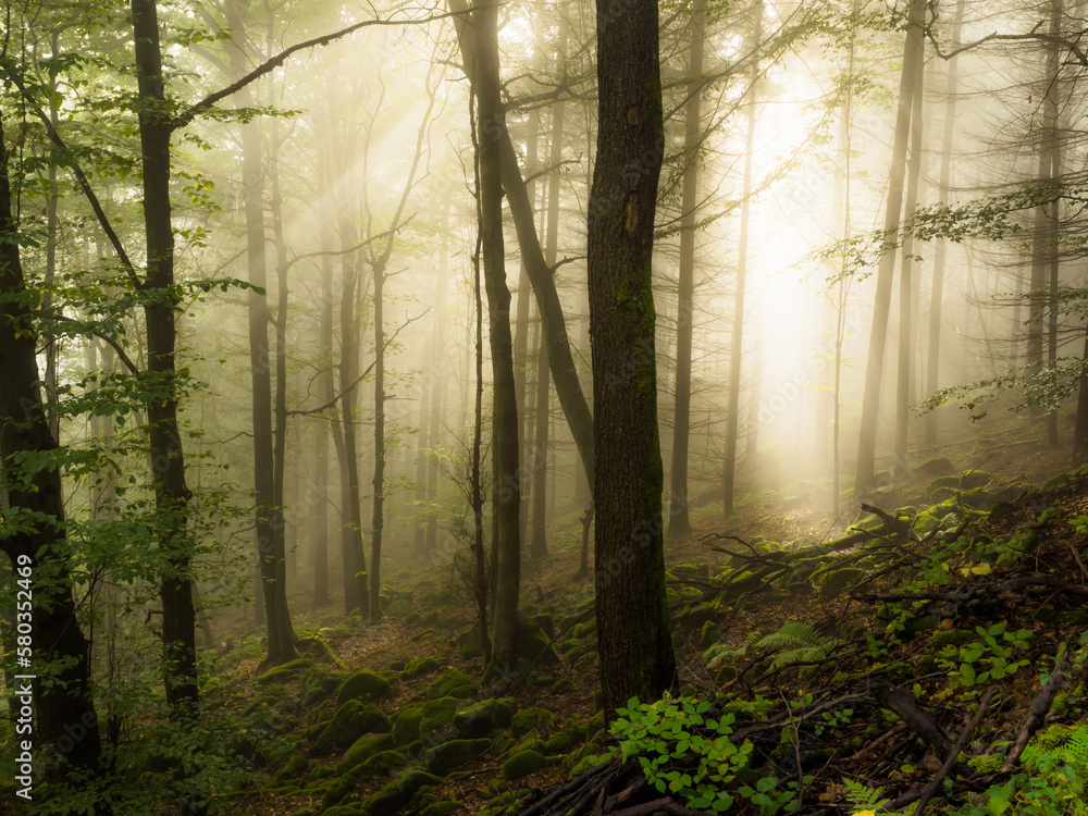 Fototapeta premium Light filled forest 