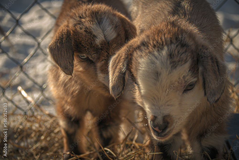 Baby Myotonic goats enjoying the first days of life on a sunning winter day in the hay Baby Myotonic goats enjoying the first days of life on a sunning winter day in the hay