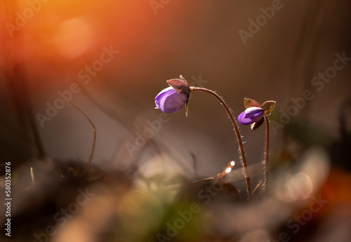 Wiosenne kwiaty - Przylaszczka pospolita