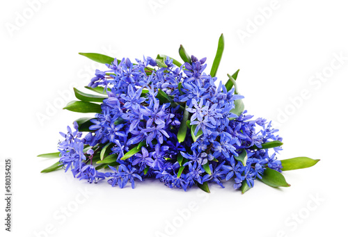 Bouquet of blue primrose.