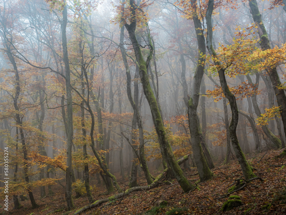 Crooked oaks in a foggy autumn forest view