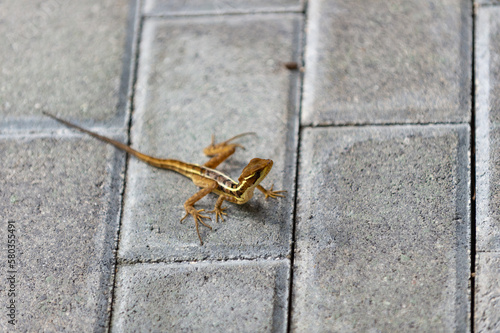 basilisk lizard outdoor. basilisk lizard outside. basilisk lizard in nature. photo of basilisk