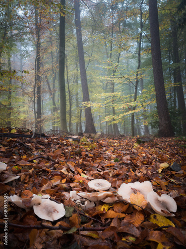 Fototapeta Naklejka Na Ścianę i Meble -  Mushrooms on the frost floor in a foggy autumn forest
