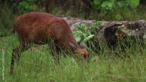 close up of the golden deer or Muntiacus muntjak eating fresh green grass photo