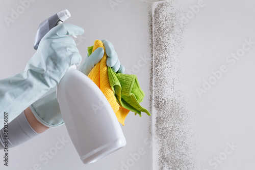 Fotografie, Obraz Hands with glove and spray bottle isolated on wall with mold