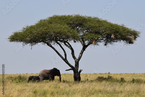 Photography elephants in the savannah
