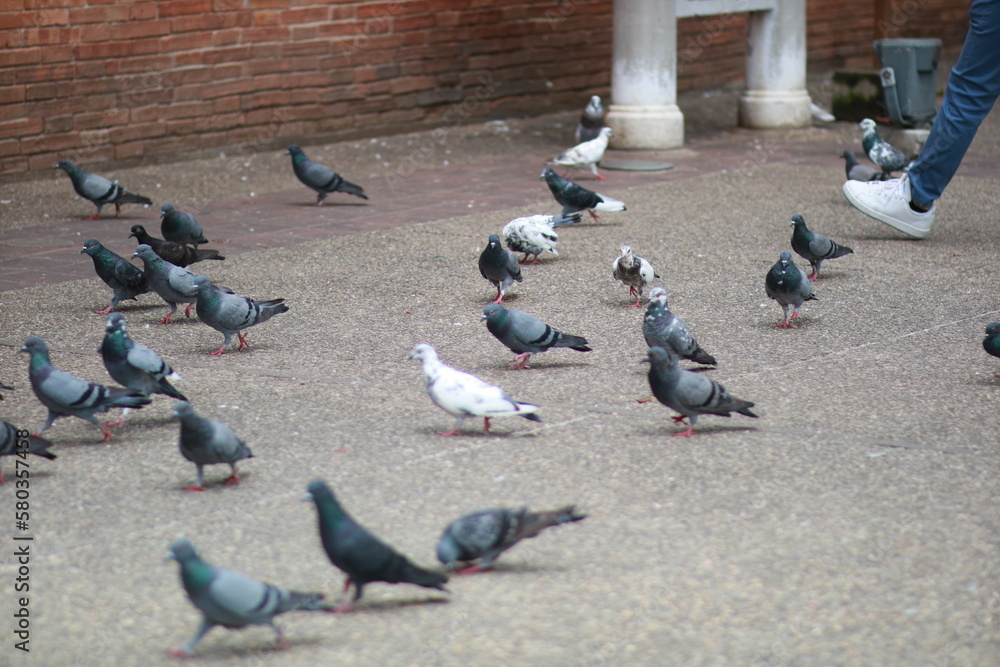 Fototapeta premium Many of pigeons on the road