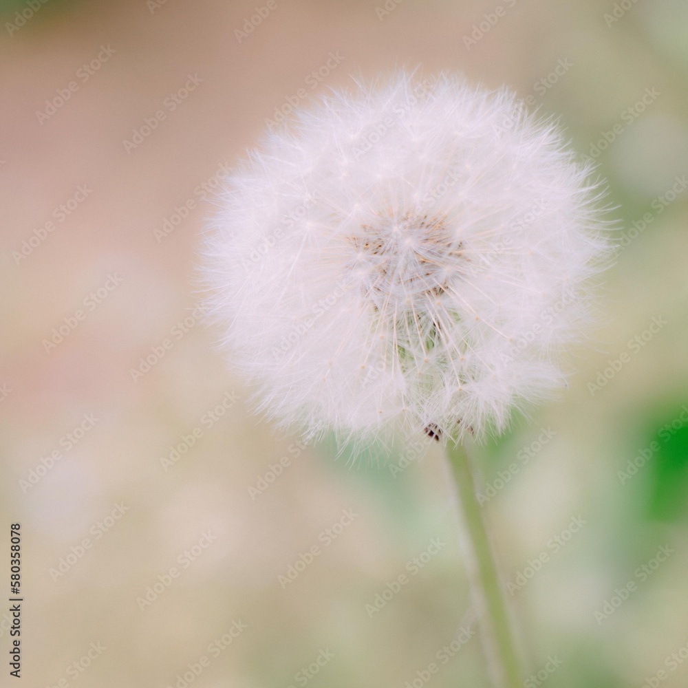 white dandelion with blurred background