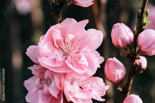 A bouquet of plum blossoms that have buds and blooms in Japan.