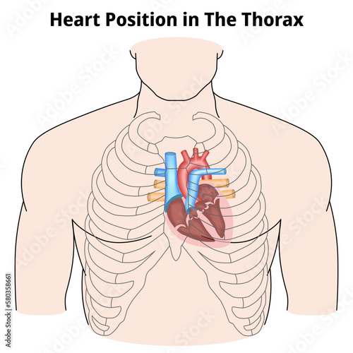 Heart Position in The Thorax - Medical Vector Illustration