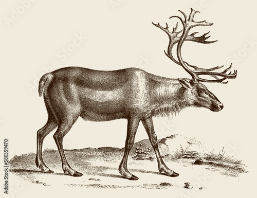 Threatened male caribou rangifer tarandus, after antique copperplate