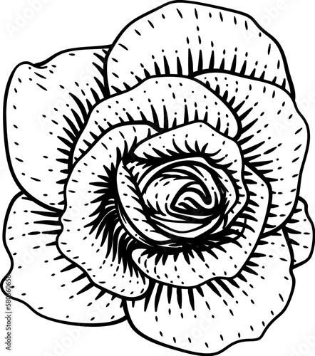 A rose flower design in a w...