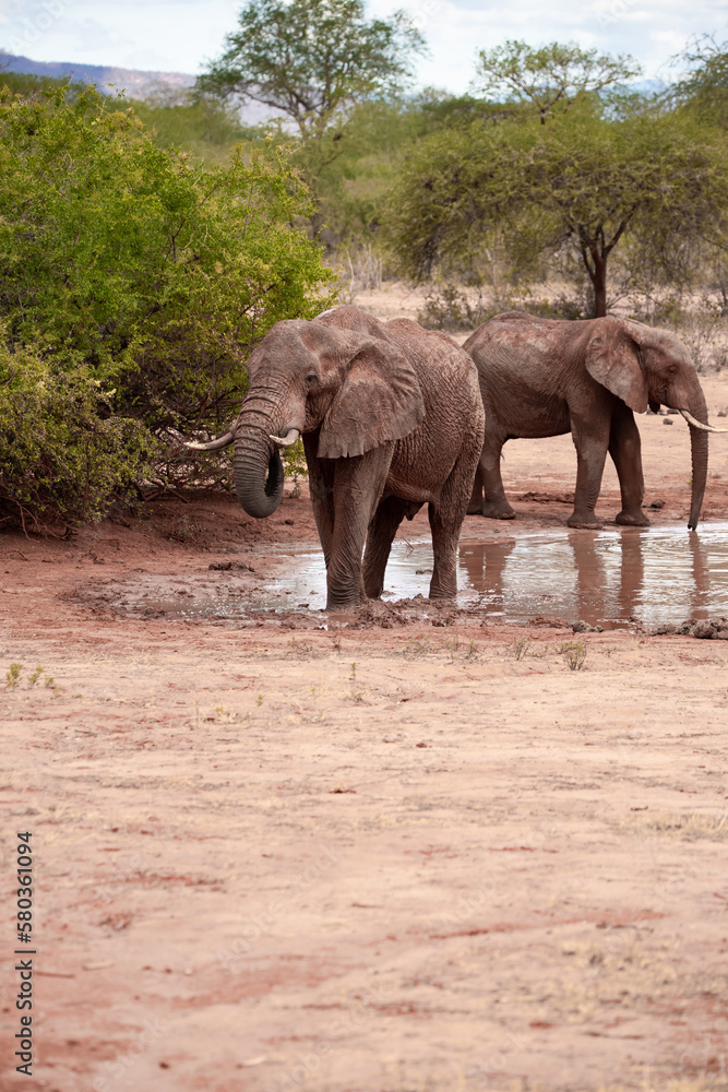 A herd of elephants at the waterhole drinking and splashing themselves with mud at the waterhole. Beautiful Red Elephant with red soil in Tsavo National Park in Kenya, East Africa A herd of elephants at the waterhole drinking and splashing themselves with mud at the waterhole. Beautiful Red Elephant with red soil in Tsavo National Park in Kenya, East Africa